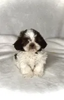 ELLA- IMPERIAL -Liver Brown 🔥💯🔥, a female Shih Tzu for sale in San Antonio, TX – 6 of 7