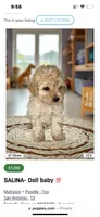 SALINA- Babydoll 💯, a female Maltipoo and Poodle - Toy  for sale in San Antonio, TX – 6 of 6