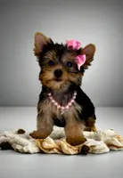 Tinkerbell- tiny alert 🔥, a female Yorkshire Terrier for sale in Austin, TX – Photo 3 of 5