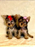 Tinkerbell- tiny alert 🔥, a female Yorkshire Terrier for sale in Austin, TX – Photo 5 of 5