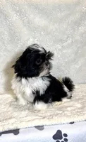 Gigi- the sweetest ❤️, a female Shih Tzu for sale in Austin, TX – Photo 4 of 4