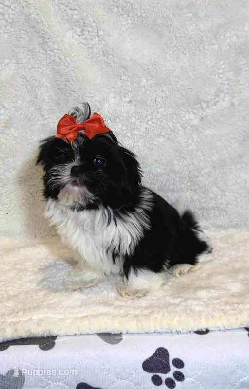 Gigi- the sweetest ❤️ – Shih Tzu puppy for sale in Austin, TX