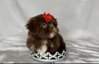 Coco- Chocolate with light eyes ❤️, a female Shih Tzu for sale in San Marcos, TX – 6 of 7