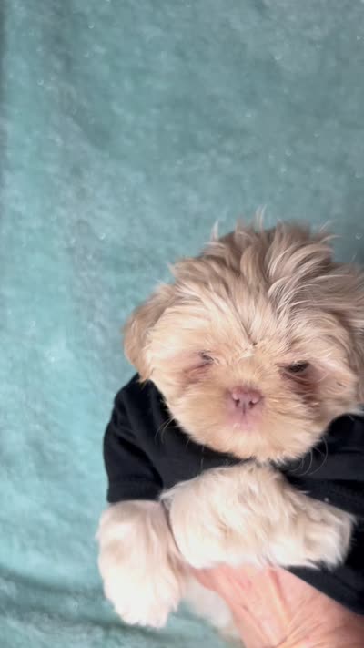 TEDDY- RARE color, SEE VIDEO! 🔥💜🔥, a male Shih Tzu for sale in San Marcos, TX – 9 of 9