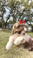 Prissy- SMALL & liver nose 🔥, a female Shih Tzu for sale in San Antonio, TX – Photo 6 of 9