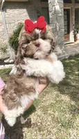 Prissy- SMALL & liver nose 🔥, a female Shih Tzu for sale in San Antonio, TX – Photo 5 of 9