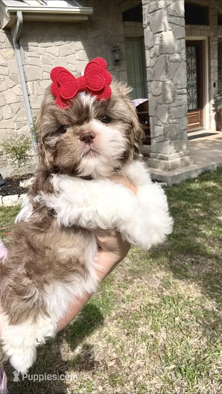 Prissy- SMALL & liver nose 🔥 – Shih Tzu puppy for sale in San Antonio, TX