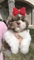 Prissy- SMALL & liver nose 🔥, a female Shih Tzu for sale in San Antonio, TX – Photo 4 of 9