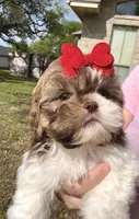 Prissy- SMALL & liver nose 🔥, a female Shih Tzu for sale in San Antonio, TX – Photo 3 of 9