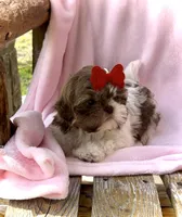 Prissy- SMALL & liver nose 🔥, a female Shih Tzu for sale in San Antonio, TX – Photo 2 of 9