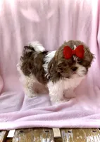Prissy- SMALL & liver nose 🔥, a female Shih Tzu for sale in San Antonio, TX – Photo 9 of 9