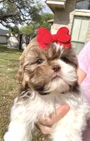 Prissy- SMALL & liver nose 🔥, a female Shih Tzu for sale in San Antonio, TX – Photo 7 of 9
