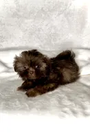 Rascal - PLAYFUL IMPERIAL Chocolate🔥🔥, a male Shih Tzu for sale in San Marcos, TX – 9 of 9