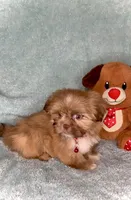 Bailey- golden Sweetheart 🔥❤️🔥, a male Shih Tzu for sale in San Antonio, TX – 8 of 8