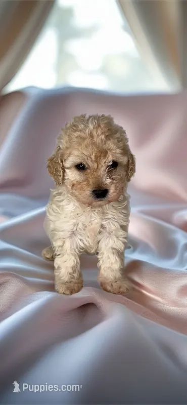SALINA- Babydoll 💯 – Maltipoo, Poodle - Toy  puppy for sale in San Antonio, TX