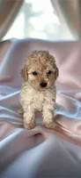 SALINA- Babydoll 💯, a female Maltipoo and Poodle - Toy  for sale in San Antonio, TX – 1 of 6