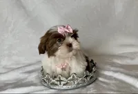 Laney- TINY alert 🔥🔥, a female Shih Tzu for sale in San Antonio, TX – 5 of 8