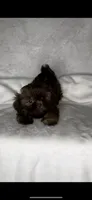 SPICE - IMPERIAL Chocolate 💯🔥🔥, a female Shih Tzu for sale in San Marcos, TX – 7 of 7
