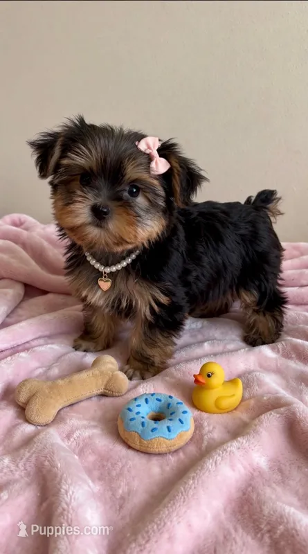 Dolly- TEDDYBEAR YORKIE💯💕💕 – Yorkshire Terrier puppy for sale in Austin, TX
