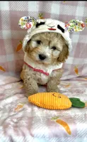 Ace- Beautiful Maltipoo 💯, a male Maltipoo and Maltese for sale in Austin, TX – Photo 5 of 7