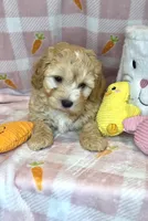 Ace- Beautiful Maltipoo 💯, a male Maltipoo and Maltese for sale in Austin, TX – Photo 3 of 7