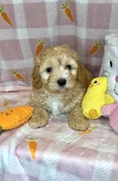 Ace- Beautiful Maltipoo 💯, a male Maltipoo and Maltese for sale in Austin, TX – Photo 4 of 7