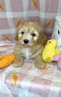 Ace- Beautiful Maltipoo 💯, a male Maltipoo and Maltese for sale in Austin, TX – Photo 2 of 7