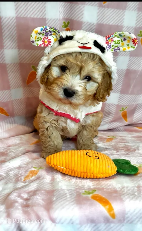 Ace- Beautiful Maltipoo 💯 – Maltipoo, Maltese puppy for sale in Austin, TX