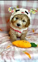Ace- Beautiful Maltipoo 💯, a male Maltipoo and Maltese for sale in Austin, TX – Photo 1 of 7