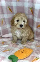 Ace- Beautiful Maltipoo 💯, a male Maltipoo and Maltese for sale in Austin, TX – Photo 7 of 7