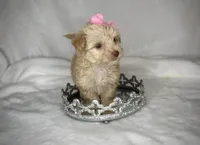 LACEY- Tiny plus BROWN NOSE 💕, a female Maltipoo and Poodle - Toy  for sale in San Antonio, TX – 4 of 6