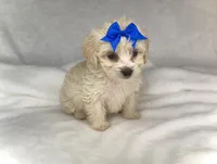 Pearl- Small Purse baby 🔥💜🔥, a female Maltipoo and Poodle - Toy  for sale in San Antonio, TX – 6 of 6