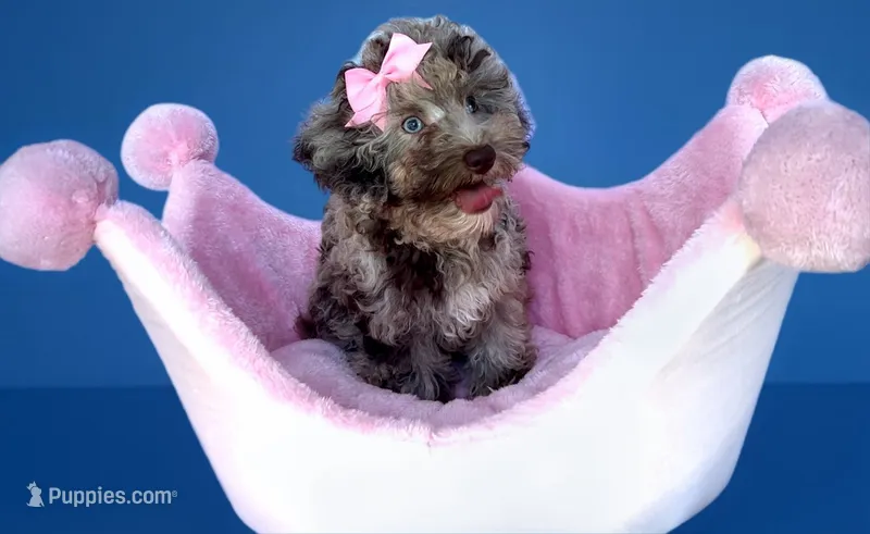 Lexie-Chocolate MERLE