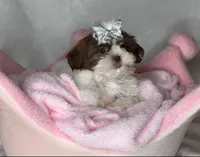 Laney- TINY alert 🔥🔥, a female Shih Tzu for sale in San Antonio, TX – 6 of 8