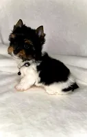 Dexter- TINY PARTI  ❤️❤️❤️, a male Yorkshire Terrier for sale in San Marcos, TX – 10 of 10