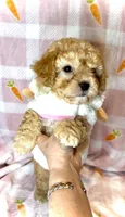 Pooh- Sweetest little Bear 💯, a male Maltipoo and Maltese for sale in Austin, TX – Photo 9 of 10