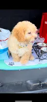 Pooh- Sweetest little Bear 💯, a male Maltipoo and Maltese for sale in Austin, TX – Photo 6 of 10