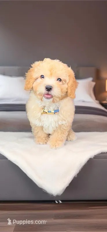 Pooh- Sweetest little Bear 💯 – Maltipoo, Maltese puppy for sale in Austin, TX