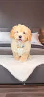 Pooh- Sweetest little Bear 💯, a male Maltipoo and Maltese for sale in Austin, TX – Photo 1 of 10