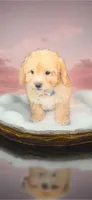 Pooh- Sweetest little Bear 💯, a male Maltipoo and Maltese for sale in Austin, TX – Photo 2 of 10