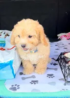 Pooh- Sweetest little Bear 💯, a male Maltipoo and Maltese for sale in Austin, TX – Photo 5 of 10