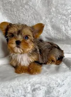 SPORT- Tiny MERLE🔥Blue sparkle eye💙, a female Yorkshire Terrier for sale in Austin, TX – 2 of 3