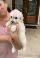 Princess- Designer purse baby 👜💕💯, a female Maltipoo and Poodle - Toy  for sale in San Marcos, TX – 4 of 5