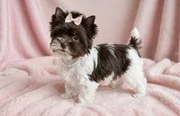 Dolly- TINY BIRO Chocolate nose 🔥, a female Yorkshire Terrier for sale in San Marcos, TX – 1 of 4