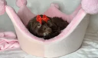 Zoey- Precious CHOCOLATE 🔥🔥, a female Shih Tzu for sale in San Antonio, TX – 4 of 7