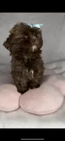 Spice-  Beautiful Chocolate girl 💕💯, a female Shih Tzu for sale in San Antonio, TX – 6 of 6
