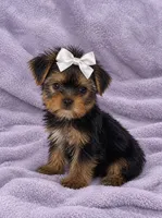 Demi- Dainty💯🔥210-753-6551, a female Yorkshire Terrier for sale in Austin, TX – 3 of 4