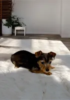 Odie- precious yorkie boy ❤️, a male Yorkshire Terrier for sale in Austin, TX – Photo 4 of 4