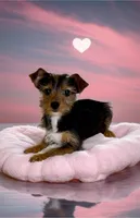 Odie- precious yorkie boy ❤️, a male Yorkshire Terrier for sale in Austin, TX – Photo 1 of 4