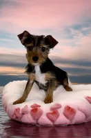 Odie- precious yorkie boy ❤️, a male Yorkshire Terrier for sale in Austin, TX – Photo 3 of 4